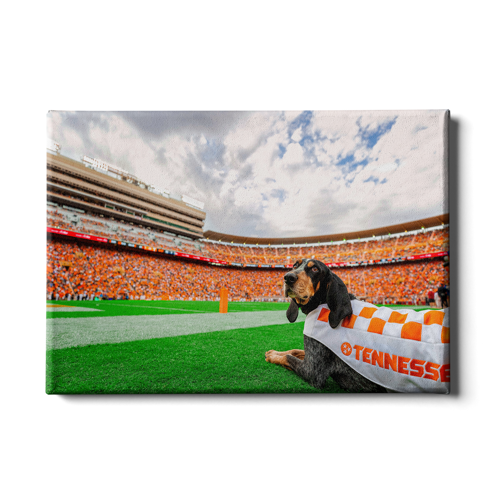 Tennessee Volunteers - Smokey's Tennessee #Canvas