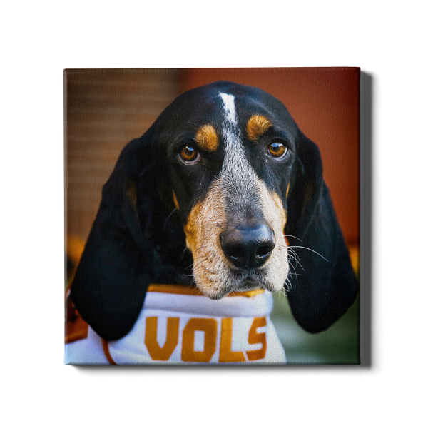 Tennessee Volunteers - Smokey Gray - Vol Wall Art