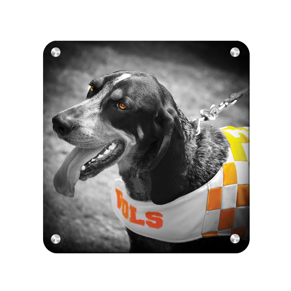 Tennessee Volunteers - Smokey Orange - College Wall Art #Canvas