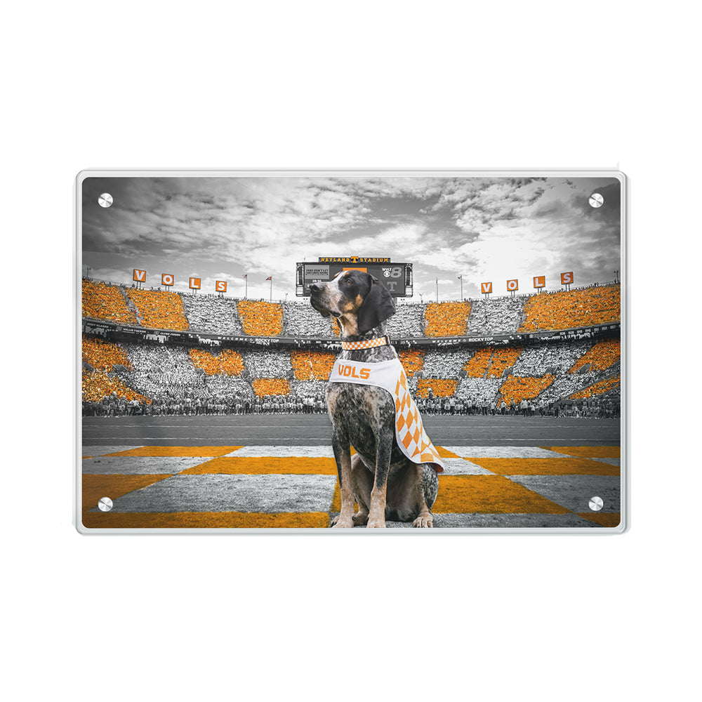 Tennessee Volunteers - Smokey's Watch - Vol Wall Art #Acrylic