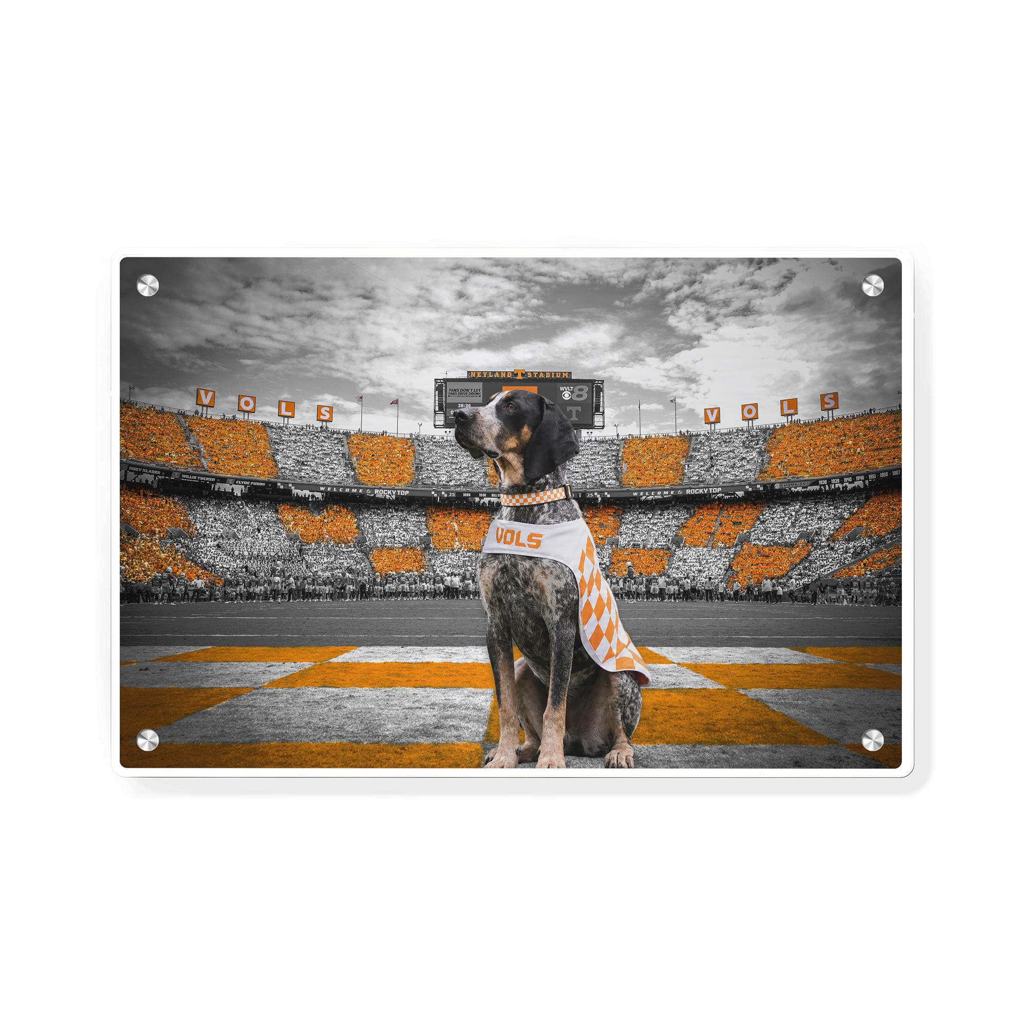 Tennessee Volunteers - Smokey's Watch - Vol Wall Art #Metal