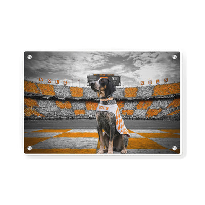 Tennessee Volunteers - Smokey's Watch - Vol Wall Art #Metal