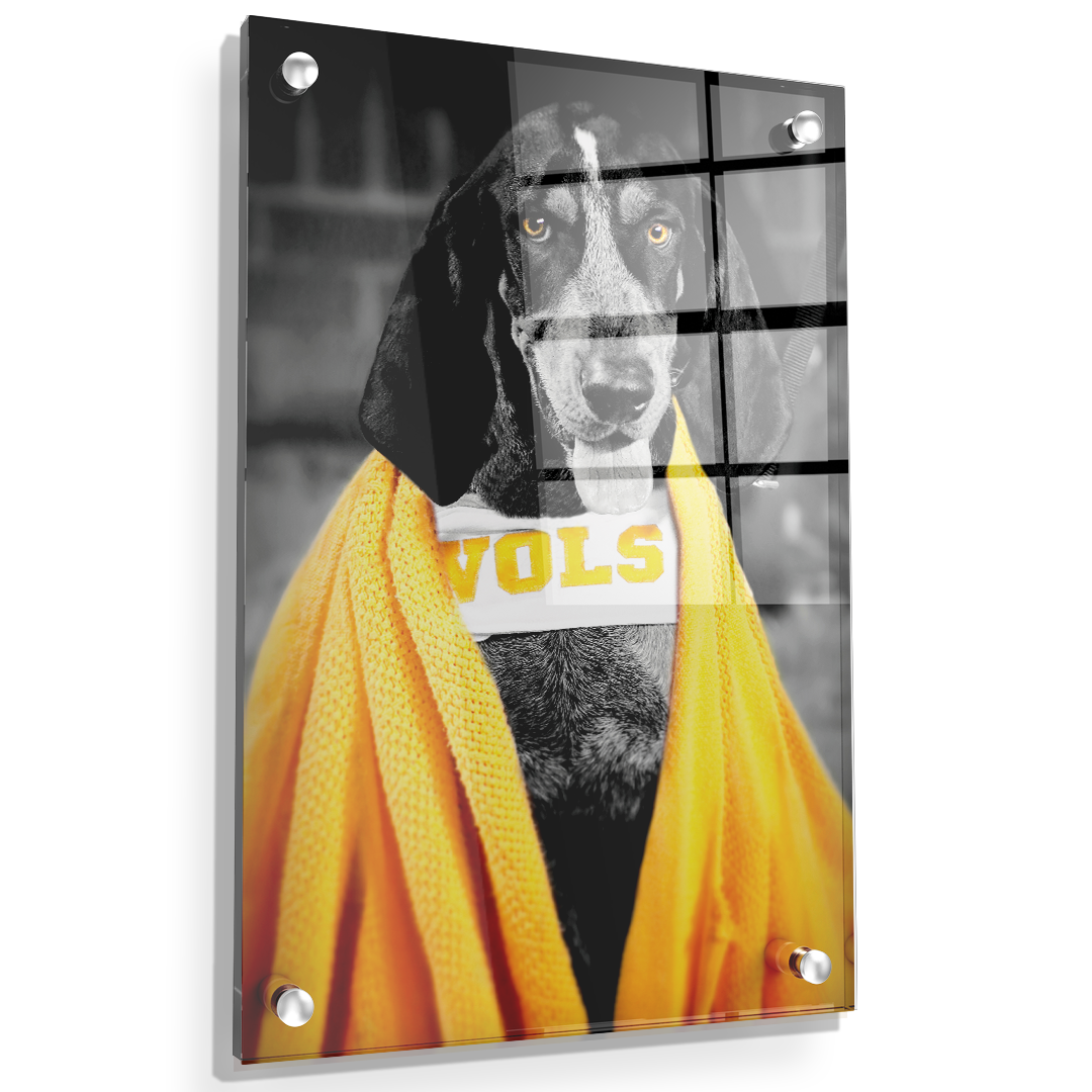 Tennessee Volunteers - Jedi Smokey - College Wall Art #Canvas