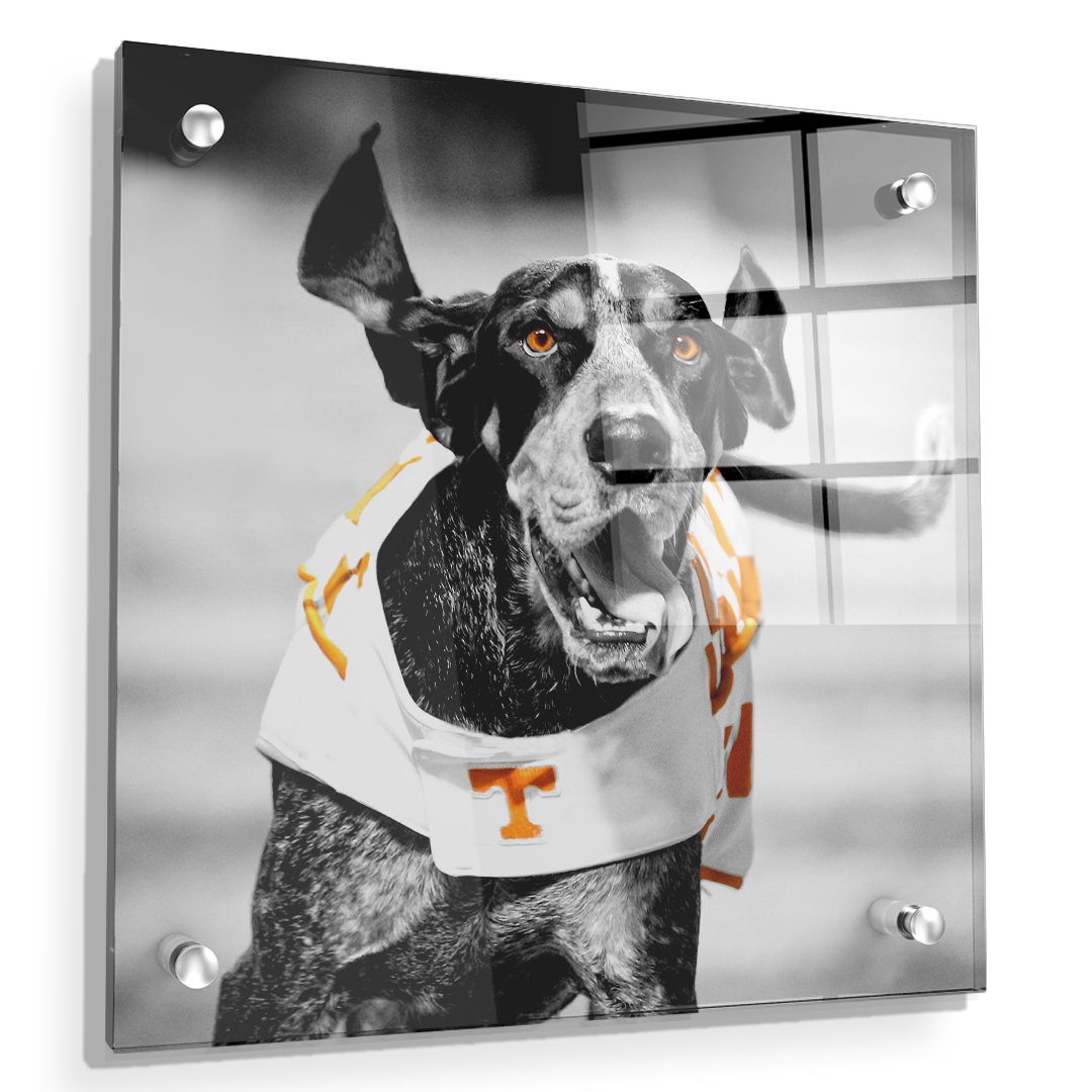 Tennessee Volunteers - Smokey TD - College Wall Art #Canvas
