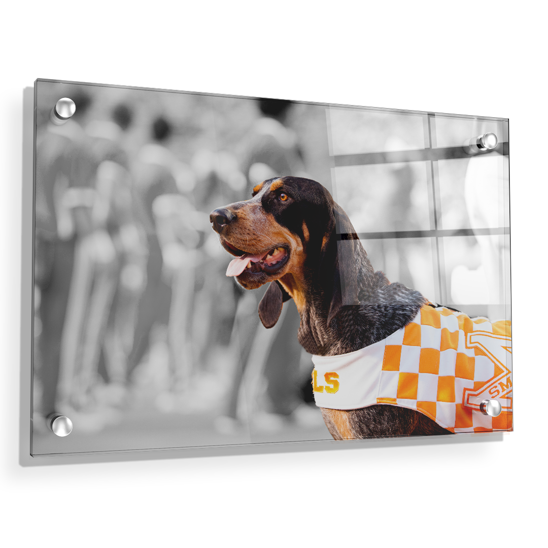 Tennessee Volunteers - Smokey X - College Wall Art #Canvas