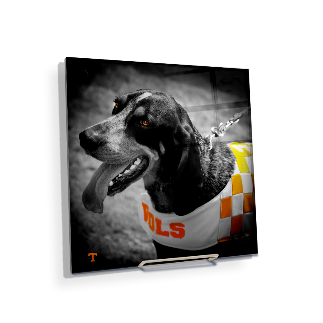 Tennessee Volunteers - Smokey Orange - College Wall Art #Canvas 