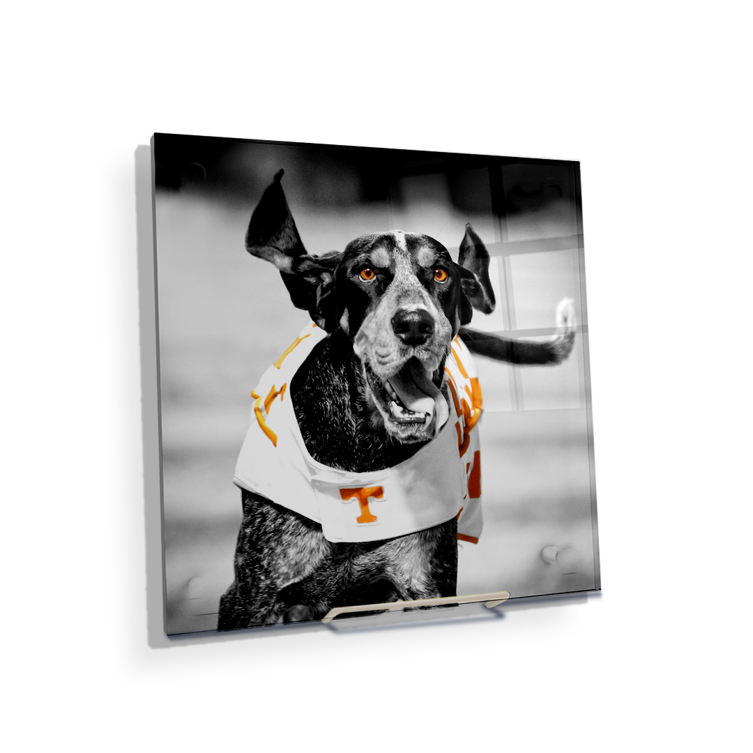 Tennessee Volunteers - Smokey TD - College Wall Art #Canvas
