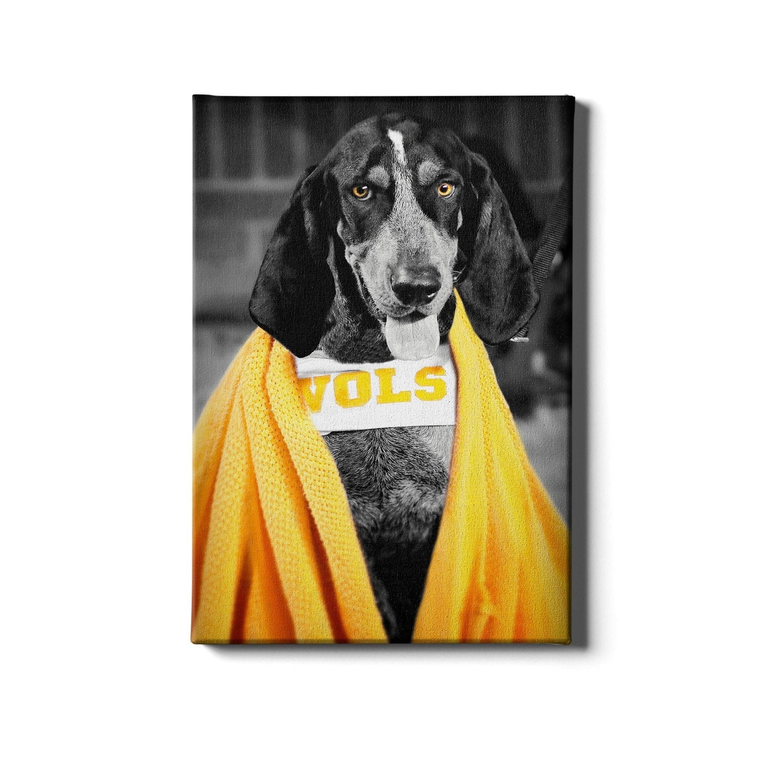 Tennessee Volunteers - Smokey Gray - Vol Wall Art