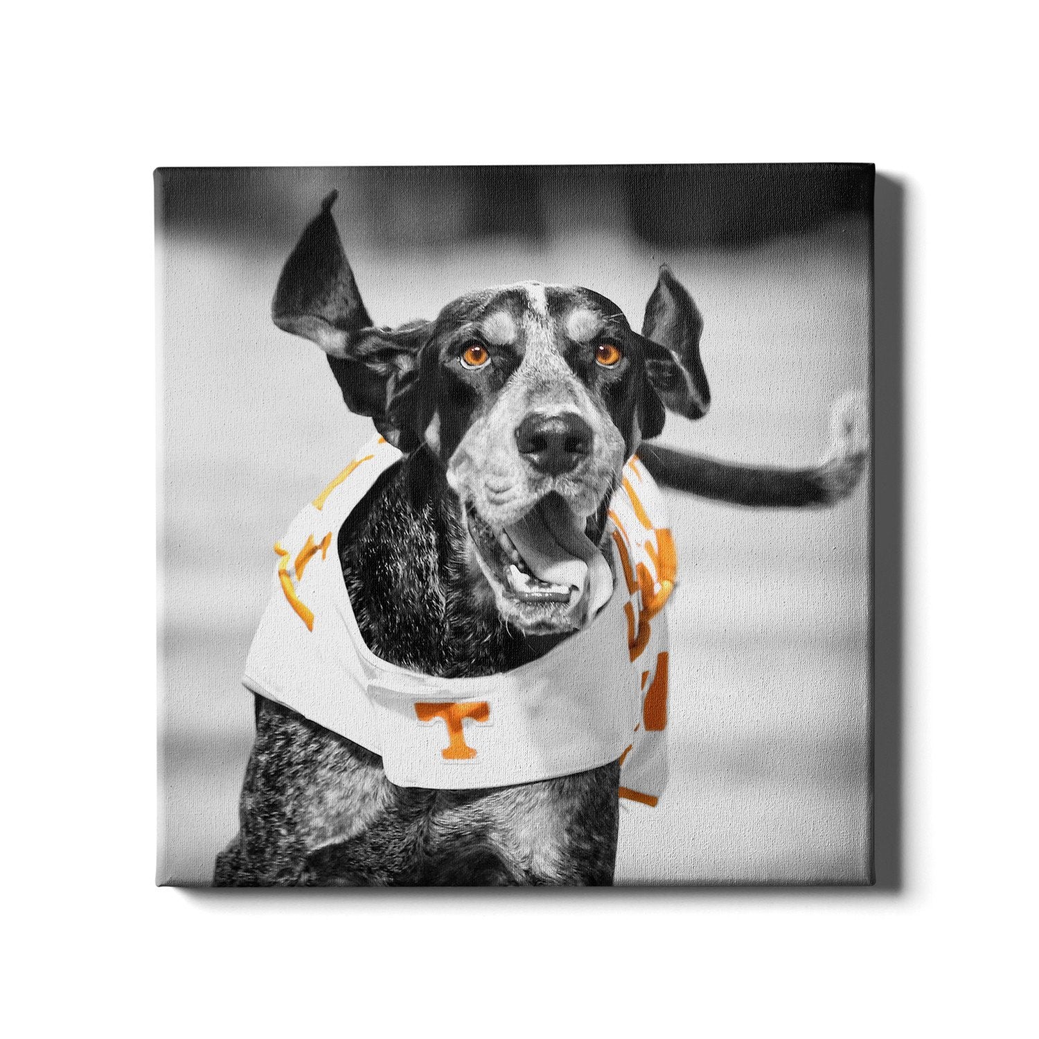 Tennessee Volunteers - Smokey TD - College Wall Art #Canvas