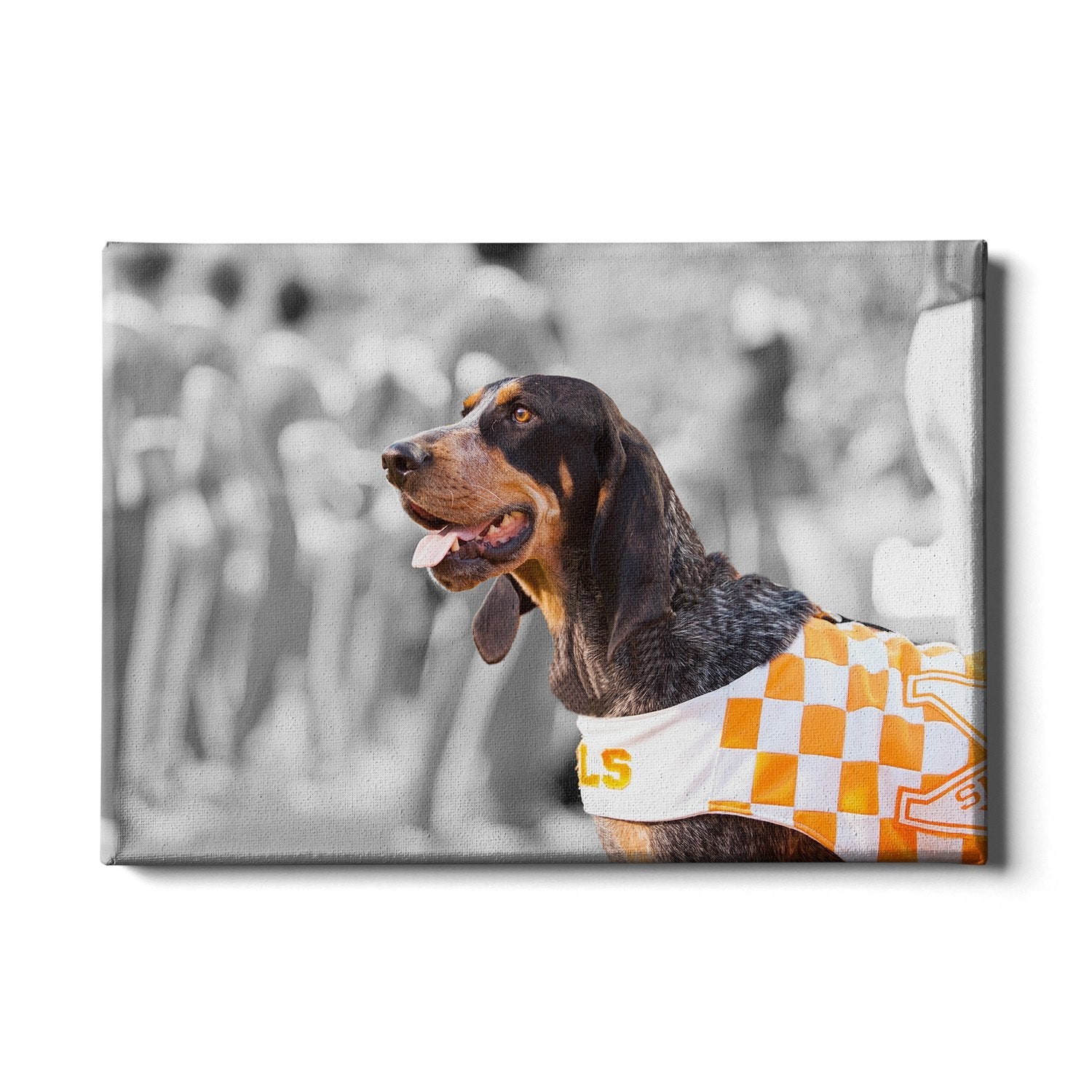 Tennessee Volunteers - Smokey X - College Wall Art #Canvas