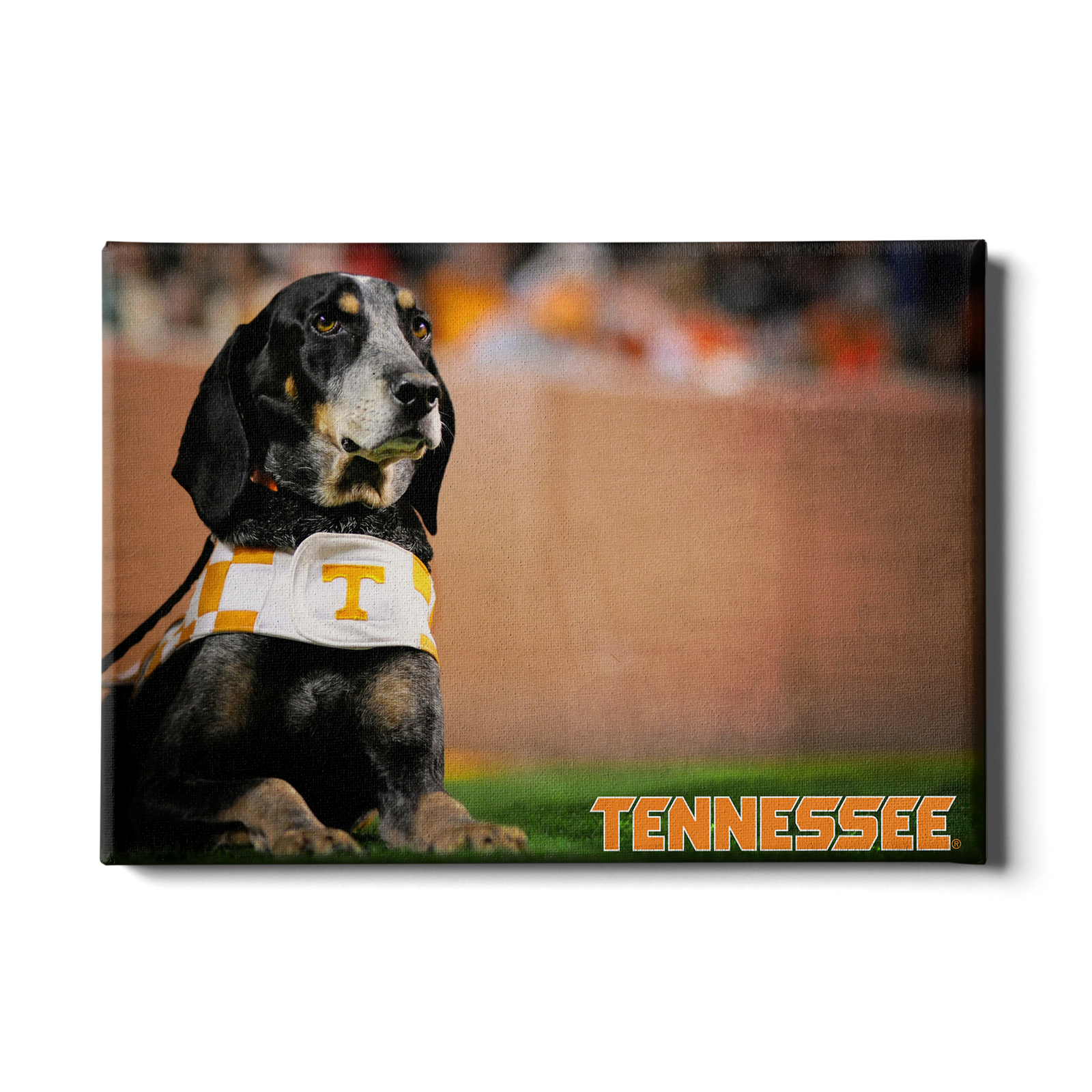 Tennessee Volunteers - Smokey - College Wall Art #Canvas