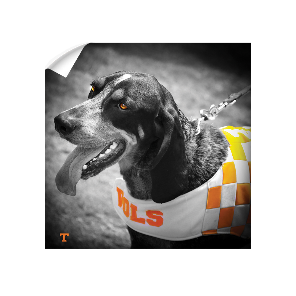 Tennessee Volunteers - Smokey Orange - College Wall Art #Canvas 