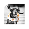 Tennessee Volunteers - Smokey TD - College Wall Art #Wall Decal