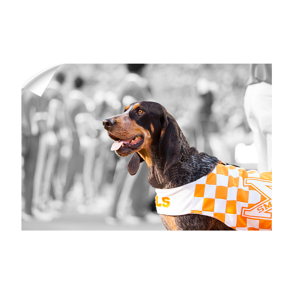 Tennessee Volunteers - Smokey X - College Wall Art #Canvas